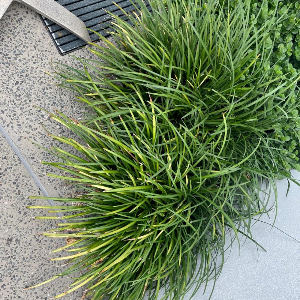 Pack 2 Dwarf Mondo Grass Plant Live, Grass Seedlings from 4 to 6 Inches Height, Ornamental Grass Shrub for Landscaping, Ready for Planting