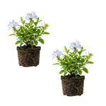 2 Blue Plumbago Plants, Live Plumbago Flowering Plant Well Rooted, 4 to 7 Inches