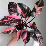 Variegated Philodendron Live Plant 4-8 Inches, Rare Indoor Houseplants for Container Growing (Pink Variegated Philodendron)