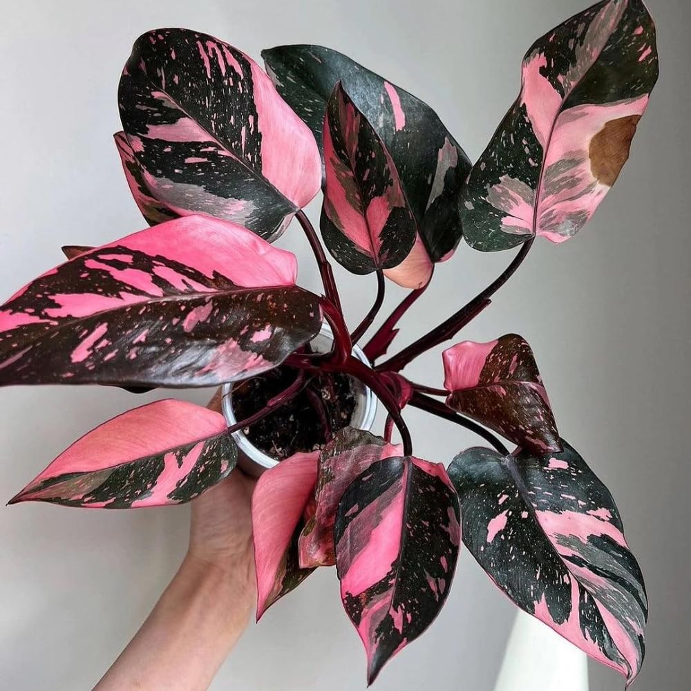 Variegated Philodendron Live Plant 4-8 Inches, Rare Indoor Houseplants for Container Growing (Pink Variegated Philodendron)