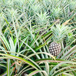 2 Pineapple Plants Live 4 to 7 Inch Tall, Sweet Pineapple Trees Live Plants, Cold Hardy Pineapple Fruit Trees (White Jade Pineapple)