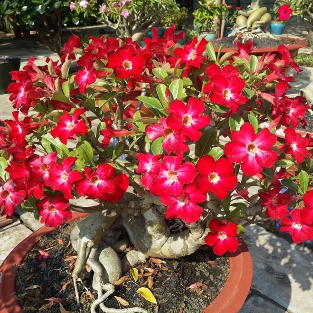 Adenium Desert Rose Plant Live, Desert Rose Live Plant, 4 to 6 Inc Tall (Red)