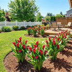 Calla Lily Bulbs for Planting, Calla Lily Bulbs, Vibrant Summer Blooming Flowers for Garden and Patio Planting (Red Calla Lily Bulbs (Set 3))