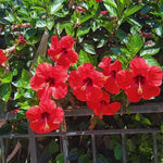 Hardy Hibiscus Plant Live, Red Hibiscus Tree Live Plant from 8 to 10 Inches Tall, Perennial Hibiscus Flower