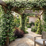 2 Confederate Jasmine Live Plants, Fragrant Flowering Shrubs, 4-6" Tall