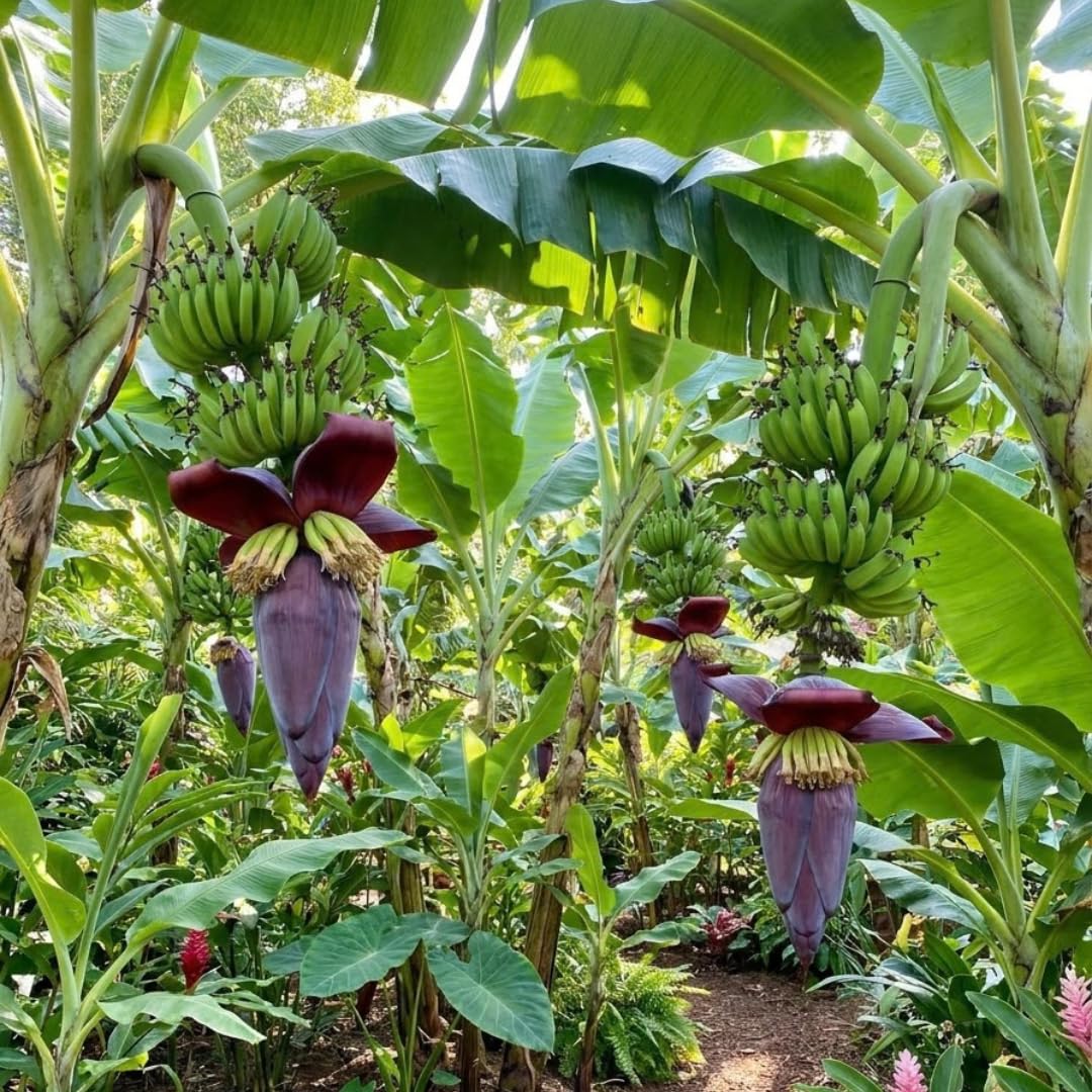 Tangry Banana Tree Live Plant, Edible Fruit, 4-6" Tall