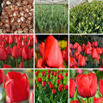 25 Tulip Bulbs for Spring Planting, Red Tulip Bulbs for Fall Planting, Flower Bulbs Growing