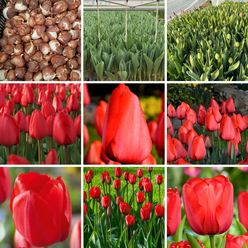 25 Tulip Bulbs for Spring Planting, Red Tulip Bulbs for Fall Planting, Flower Bulbs Growing