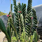 Rare Spiral Cactus Plant Live in 3" Pot, Spiral Cactus Houseplant Ornamental Plant, Live Cactus Plant for Home and Office Decoration, Fast-Growing