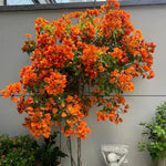 Combo 2 Bougainvillea Plants Live Trees, Outdoor Bougainvillea Plant for Trailing Flowering Vines or Bush Tree, 5-10” Tall, Well-Rooted Bougainvillea Orange