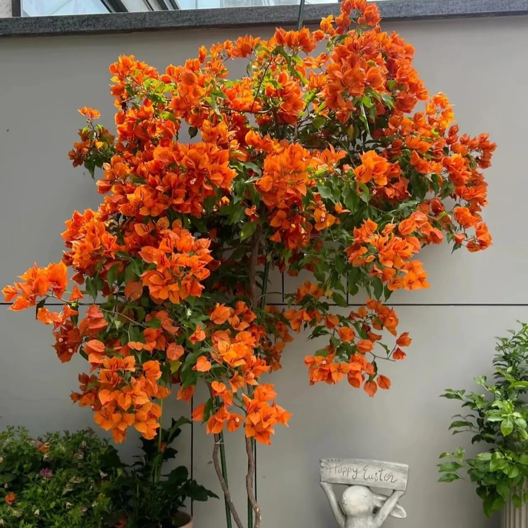 Combo 2 Bougainvillea Plants Live Trees, Outdoor Bougainvillea Plant for Trailing Flowering Vines or Bush Tree, 5-10” Tall, Well-Rooted Bougainvillea Orange