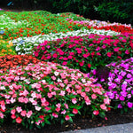 3 Impatiens Plants Live, Random Color Impatiens Flowers for Outdoor Garden, Clumps 3-5" Tall, in Pot