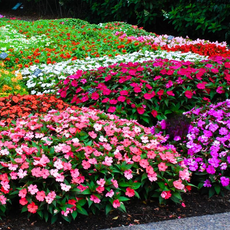 3 Impatiens Plants Live, Random Color Impatiens Flowers for Outdoor Garden, Clumps 3-5" Tall, in Pot