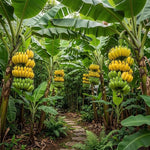 Grand Nain Banana Tree Live Plant, Edible Fruit, 4-6" Tall