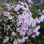 Pink White Creeping Phlox Live Plants 5-9 Inc Tall, Candy Stripe Creeping Phlox Plants, Starter Plant Well-Rooted