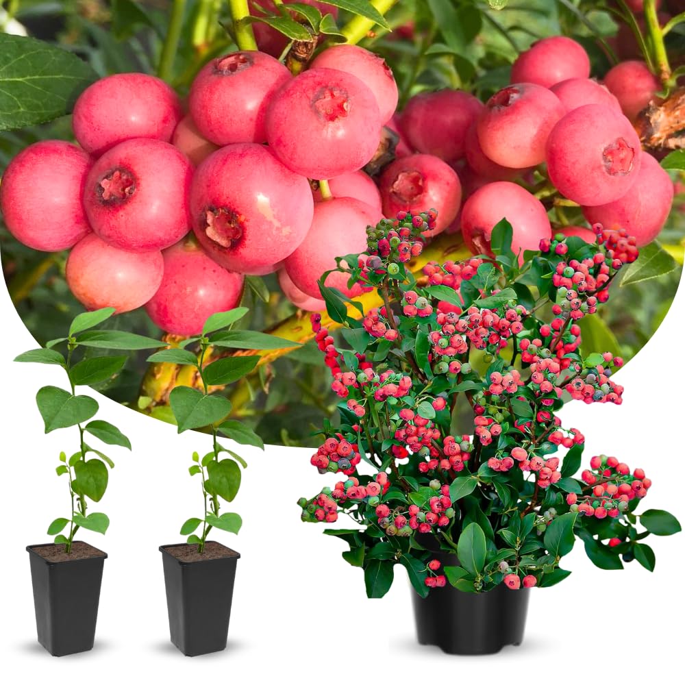 3 Pink Lemonade Blueberry Bushes Seedlings, High-Yield Blueberry Trees Live Plants, 6 Months Old, Starter 3-6" in Tall, Cold Hardy Zones 4-7