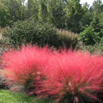 Pack 2 Grass Plants Live for Growing, Ornamental Grasses Live Plants Perennial 5-9 Inch Tall (Ruby Muhly Grass Plants)