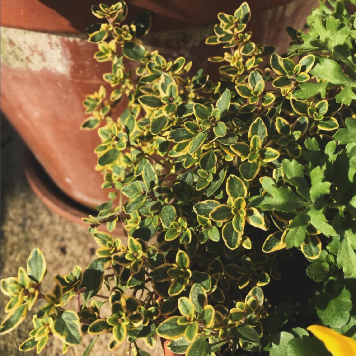 3 Lemon Thyme Live Plant, Well Rooted Starter Plant, 4-6'' Tall, Fragrant Herb for Garden, Patio