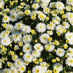 White Chrysanthemum Plant, Set 2 White Mums Plants Live, Hardy Perennial Mum Live Plant, 3 to 6 Inch Tall Garden Mum Starter Plants for Garden Beds, Containers, Vibrant Fall Blooms, No Pot