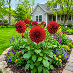 Red Dahlia Tuber, Vibrant Red Blooms, Summer Flowering Perennial, Dahlia Flowers for Indoor Outdoor Growing