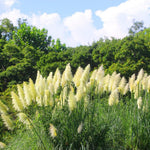 2 White Pampas Grass Plants Live, Ornamental Grasses Live Plants Perennial, Pampas Grass Live Plants Outside