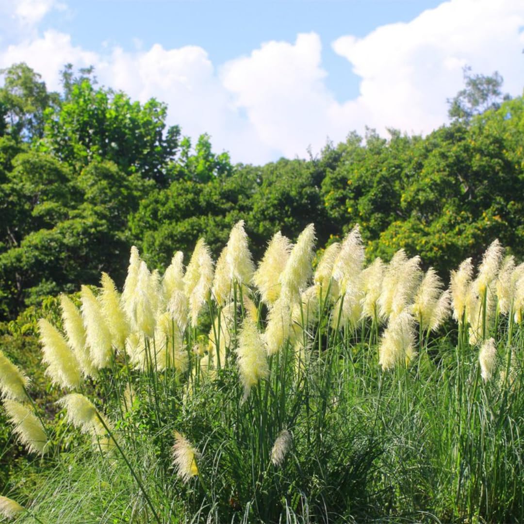 2 White Pampas Grass Plants Live, Ornamental Grasses Live Plants Perennial, Pampas Grass Live Plants Outside