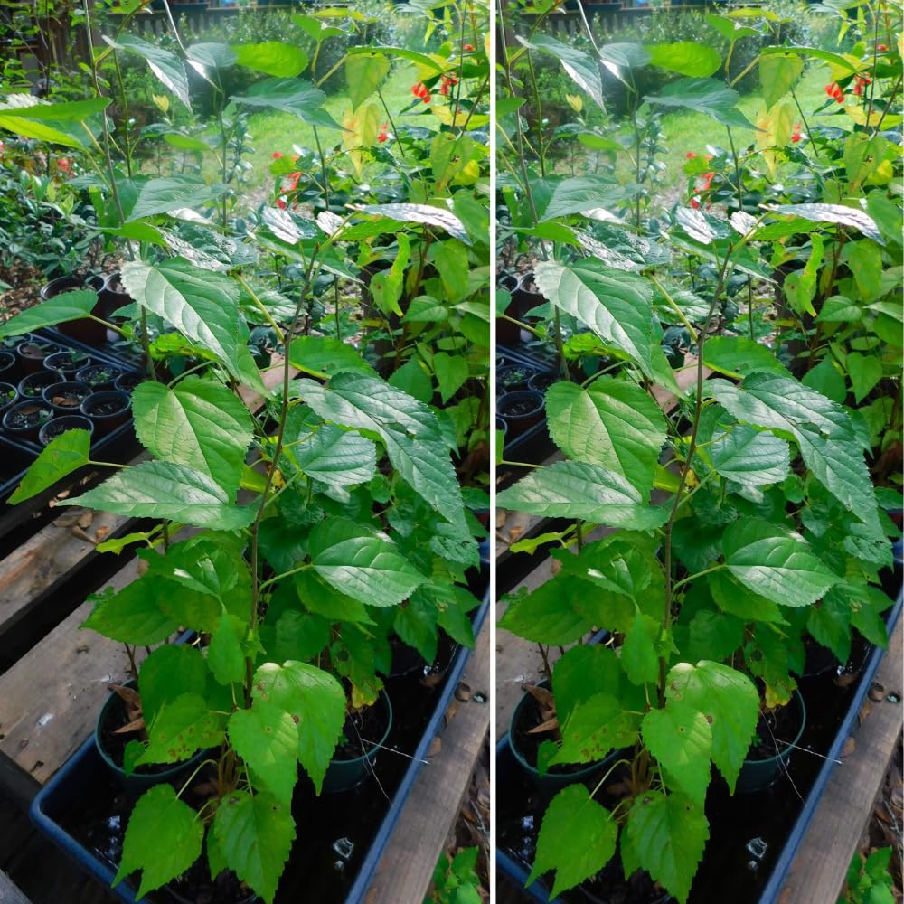 Dwarf Mulberry Plant Live 5-10 Inch Height, Everbearing Mulberry Tree Live Plant for Planting, Sweet Berry Fruit Seedling