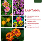 Pack 2 Lantana Live Plants for Planting, Hardy Perennial Lantana Bushes Well Rooted 4-7 Inches, Assorted Blooms (Purple Flowers)