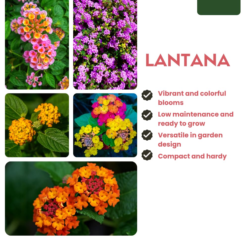 Pack 2 Lantana Live Plants for Planting, Hardy Perennial Lantana Bushes Well Rooted 4-7 Inches, Assorted Blooms (Pink Flowers)