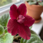 African Violet Plant Live in 4 Inch Pot, Indoor Flowering Houseplant, Compact Blooming Plant for Home or Office (Red Blooms)