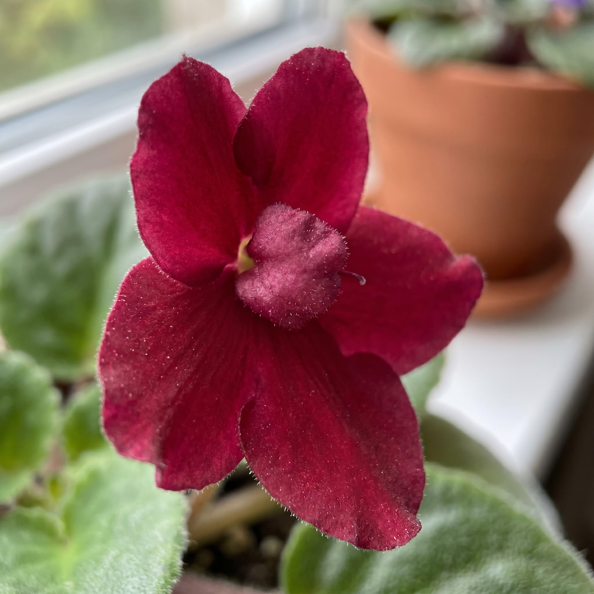 African Violet Plant Live in 4 Inch Pot, Indoor Flowering Houseplant, Compact Blooming Plant for Home or Office (Red Blooms)