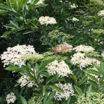 2 American Elderberry Bush Live Plants 6 to 12 Inch Tall, Black Elderberry Plants Live for Planting, Sweet Elderberries Fruit Tree Live Plant