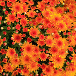 Orange Chrysanthemum Plant, Set 2 Orange Mums Plants Live, Hardy Perennial Mum Live Plant, 3 to 6 Inch Tall Garden Mum Starter Plants for Garden Beds, Containers, Vibrant Fall Blooms, No Pot
