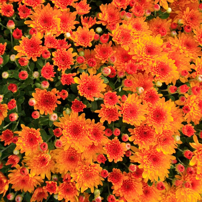 Orange Chrysanthemum Plant, Set 2 Orange Mums Plants Live, Hardy Perennial Mum Live Plant, 3 to 6 Inch Tall Garden Mum Starter Plants for Garden Beds, Containers, Vibrant Fall Blooms, No Pot