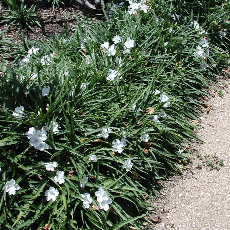 Pack 3 White Mexican Petunia Live Plants, 4-9" Tall Hardy Ruellia Simplex Petunia Perennials for Garden, Landscape, Patio