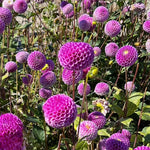 2 Dahlia Bulbs for Spring Planting, Dahlia Bulbs for Planting Indoor and Outdoor (Dark Pink)