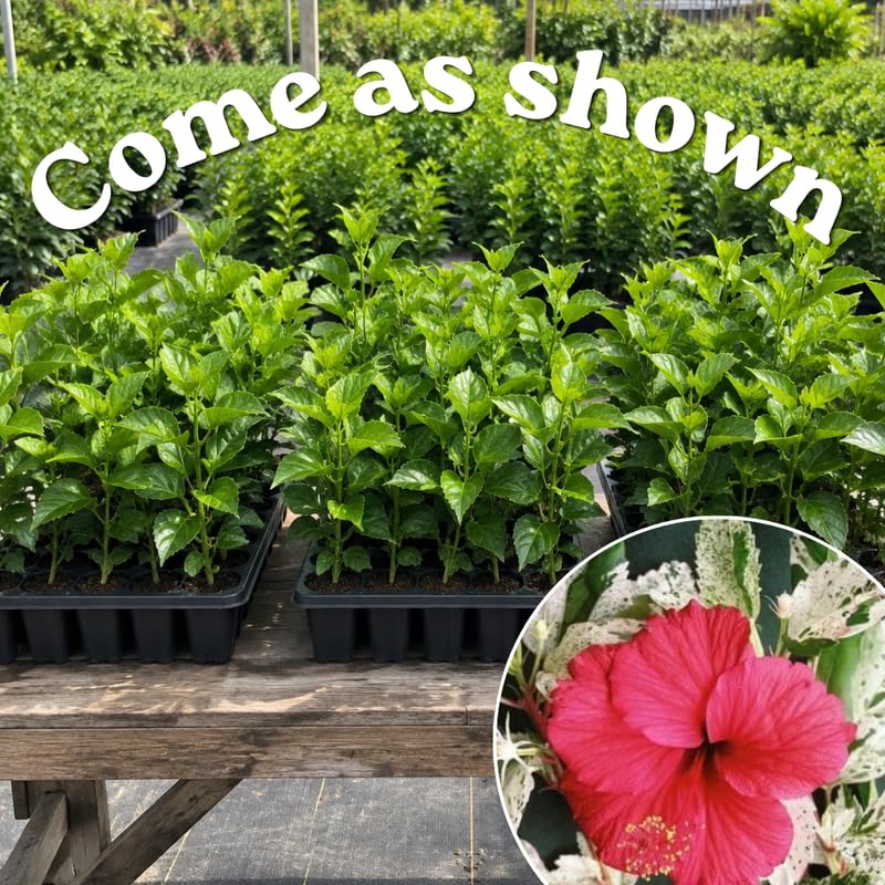 3 Hardy Hibiscus Live Plants, Flowering Shrub, Variegated Red Blooms, 4-7"