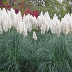 2 White Pampas Grass Plants Live, Ornamental Grasses Live Plants Perennial, Pampas Grass Live Plants Outside