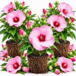 3 Hardy Hibiscus Live Plants, Flowering Shrub, Blooms, 4-7"