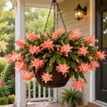 Yellow Peachy Christmas Cactus, True Thanksgiving Cactus Live Plant in 4'' Pot, Holiday Christmas Cactus for Planting