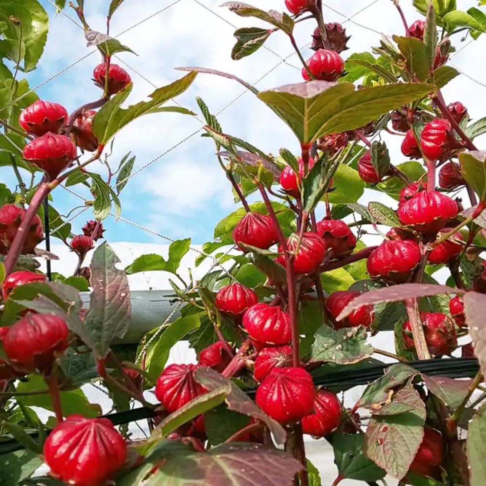 Roselle Hibiscus Plant, Red Sorrel Jamaica Live Plant, Half Gallon Pot, 8-12 Inches Tall, Hibiscus Sabdariffa Plants for Indoor Outdoor Growing