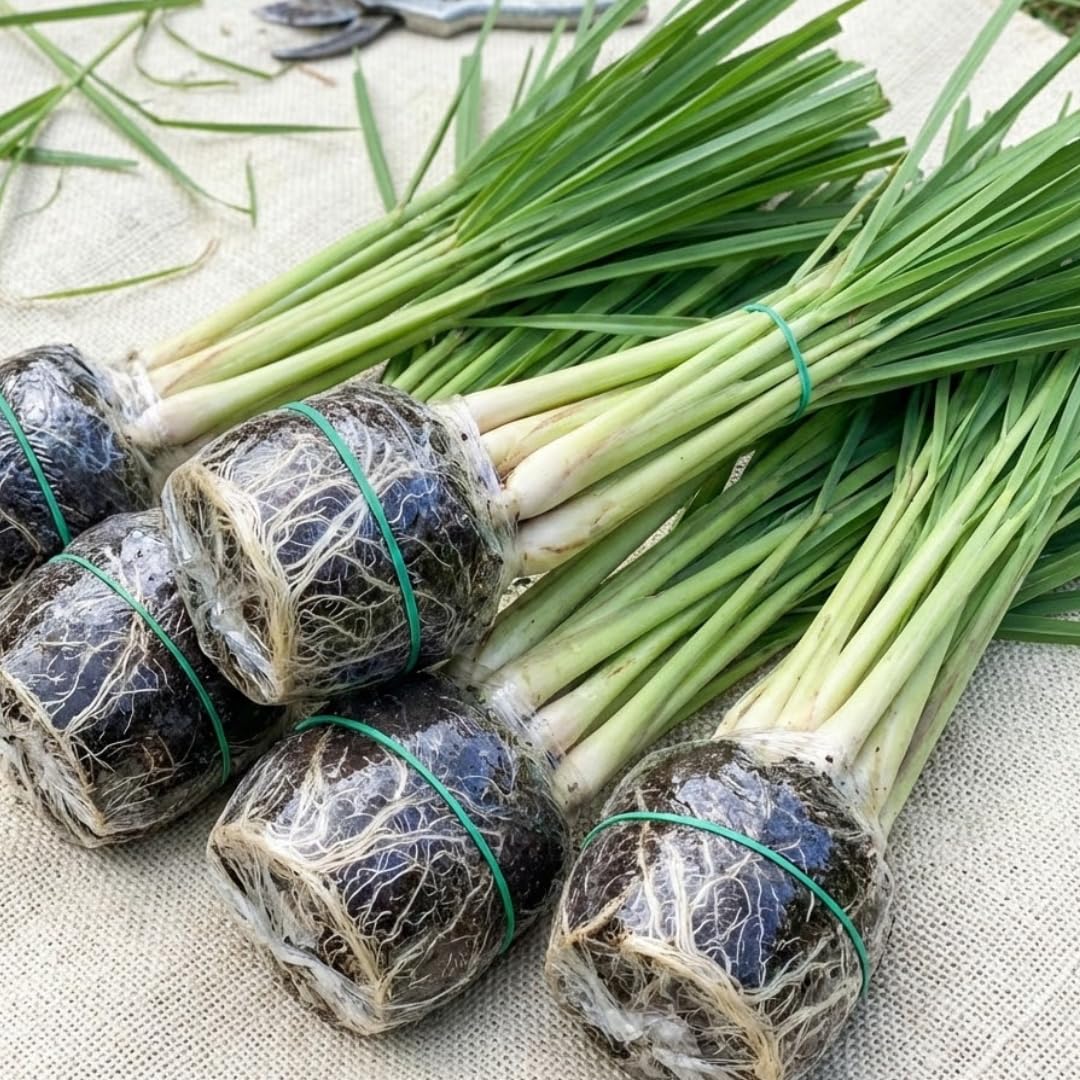 10 Lemon Grass Live Plants for Outdoor Spring Planting, Annuals, Stalks Lemongrass Plants Perennial Live Outdoor for Growing