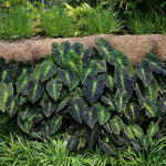 Combo 3 Dark Leaf Colocasia Live Plants, Elephant Ear Esculenta Taro, 5 to 8" in Tall, Alocasia Live Plant for Planting, Live Houseplant Colocasia Plant