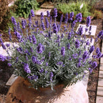4 Phenomenal Lavender Plants Live, Fragrant Lavender Herb for Garden, Patio Containers and Indoor Décor, 4-7 Inches Tall