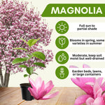 Jane Magnolia Tree Live Plant 4-8 Inches, Pink Blooms Magnolia Bush, Fragrant Magnolia for Growing, Winter Dormant