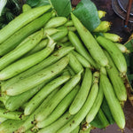 2 Long Luffa Plants Live, Luffa Gourd Plants Pot 4'', Vegetable Climbing Vine for Home Garden Backyard Trellis