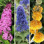 AVERAR 3 Buddleia Butterfly Bush Live Plant Ready to Plant Outdoor, Random Blooms, Starter 5 to 9 Inches Tall, Cold Hardy and Fragrant, Zones 5-9