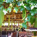 2 Long Luffa Plants Live, Luffa Gourd Plants Pot 4'', Vegetable Climbing Vine for Home Garden Backyard Trellis