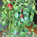 Set of 2 Red Lipstick Plants Live for Indoor Growing, Lipstick Plant 4–6 Inch Tall, Trailing Vine Houseplants, No Pot