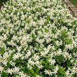 2 Asiatic Jasmine Live Plants, Fragrant Flowering Shrubs, 4-6" Tall